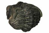 Enrolled Drotops Trilobite - About Around #171563-3